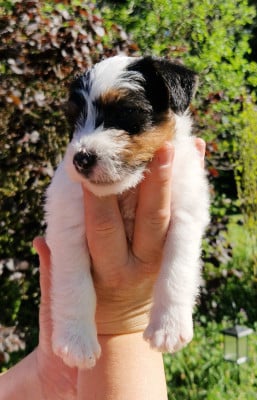 Les chiots de Parson Russell Terrier