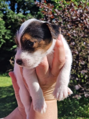 Les chiots de Parson Russell Terrier