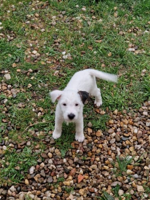 Les chiots de Parson Russell Terrier