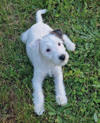 Les chiots de Parson Russell Terrier