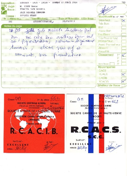 Herkan De la tribu de kitchi - 1er Excellent / R.C.A.C.I.B. / R.C.A.C.S.