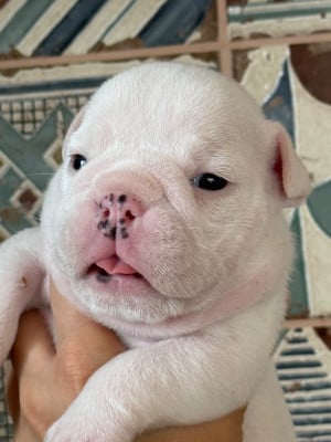 Les chiots de Bulldog Anglais