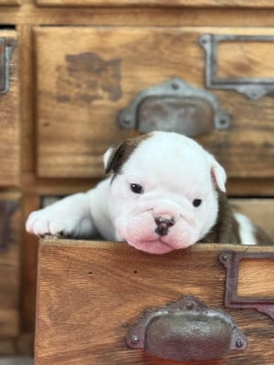 Les chiots de Bulldog Anglais