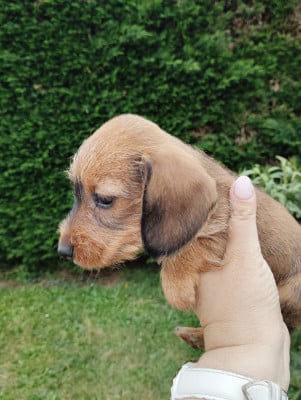 Les chiots de Teckel poil dur