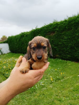 Les chiots de Teckel poil dur