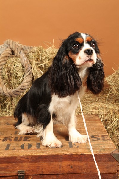 Publication : Du Mesnil Des Granges Auteur : Marie-Jeanne DUMONT