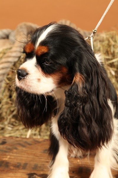 Publication : Du Mesnil Des Granges Auteur : Marie-Jeanne DUMONT