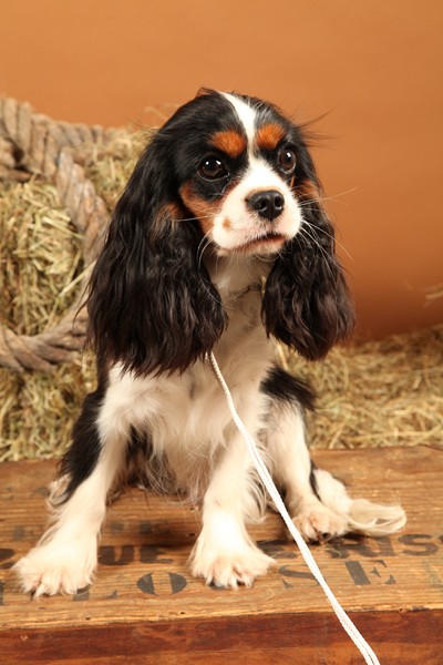 Publication : Du Mesnil Des Granges Auteur : Marie-Jeanne DUMONT