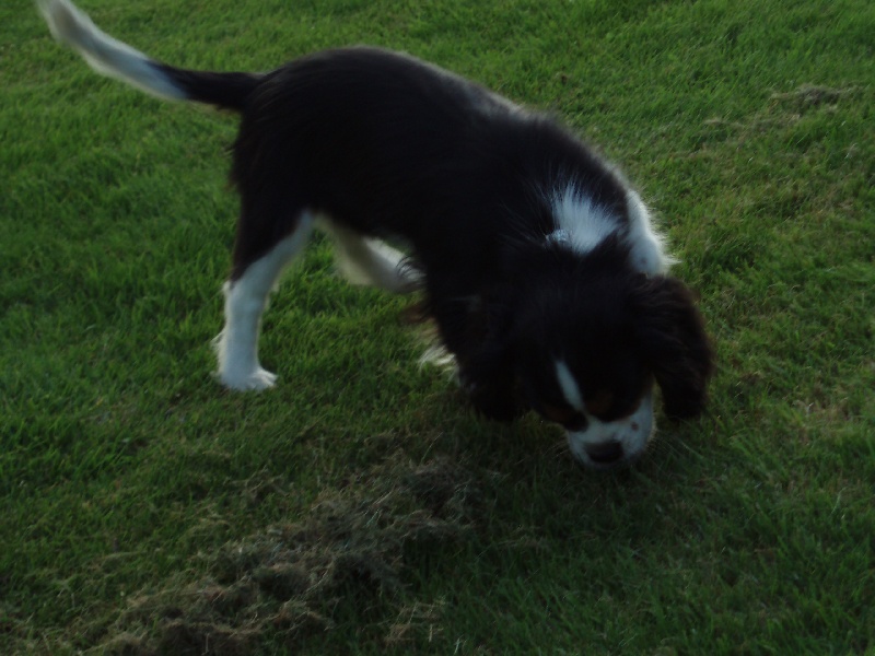 Publication : Du Mesnil Des Granges Auteur : Marie-Jeanne DUMONT
