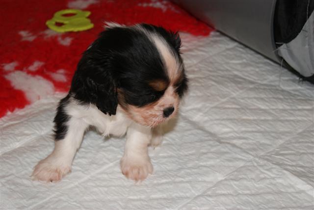 Publication : Du Mesnil Des Granges Auteur : Marie-Jeanne DUMONT