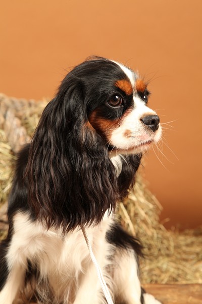 Publication : Du Mesnil Des Granges Auteur : Marie-Jeanne DUMONT