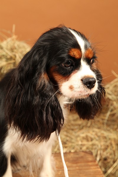 Publication : Du Mesnil Des Granges Auteur : Marie-Jeanne DUMONT