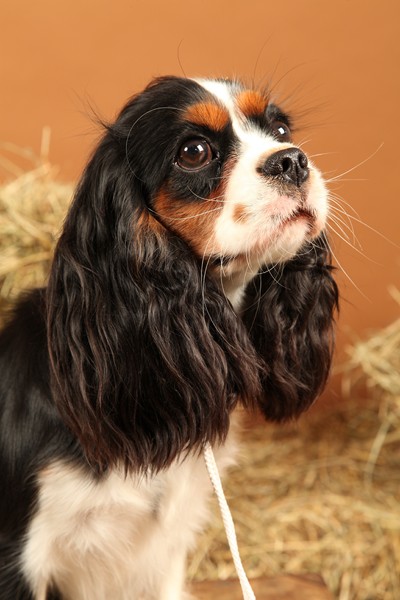 Publication : Du Mesnil Des Granges Auteur : Marie-Jeanne DUMONT