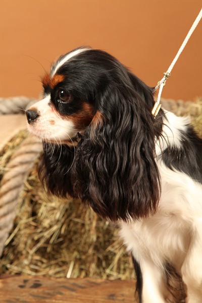 Publication : Du Mesnil Des Granges Auteur : Marie-Jeanne DUMONT