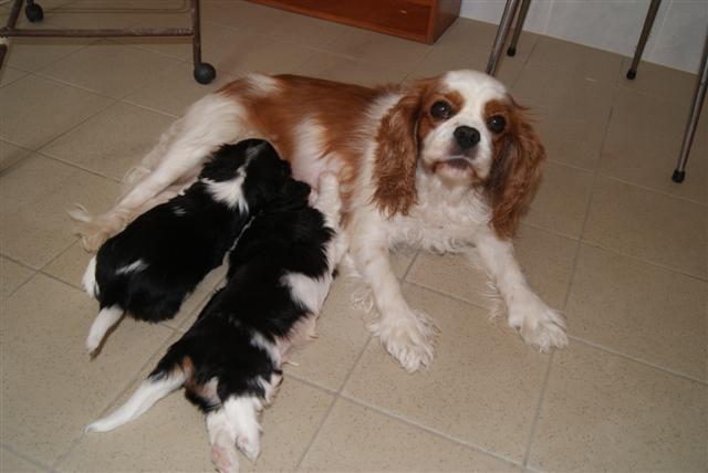 Publication : Du Mesnil Des Granges Auteur : Marie-Jeanne DUMONT