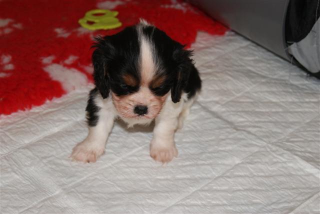 Publication : Du Mesnil Des Granges Auteur : Marie-Jeanne DUMONT