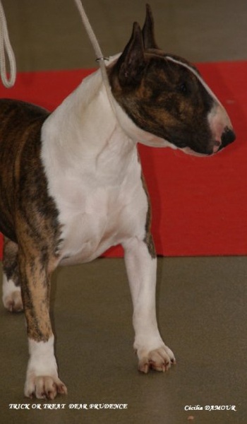 CH. Trick or treat Dear prudence - 2 eme Excellent