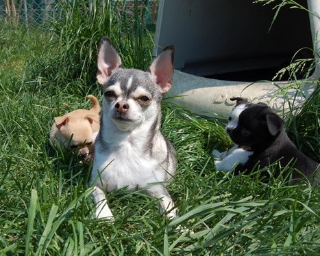 Publication : De La Vannia Des Corbes