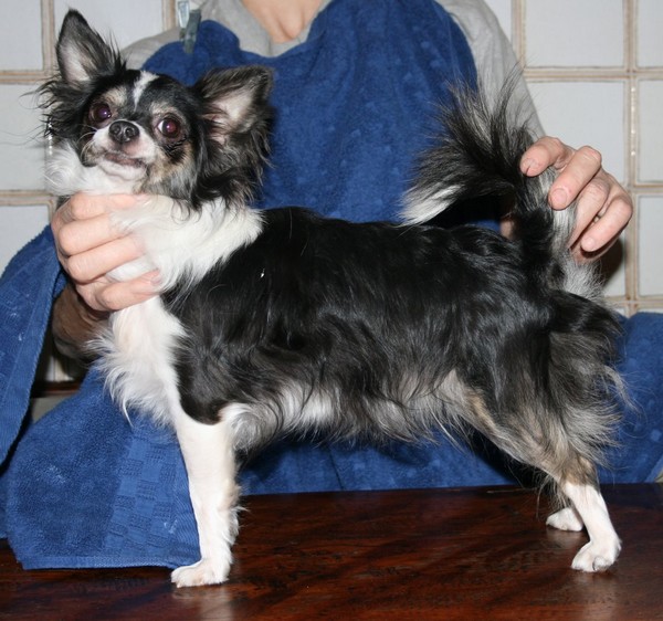 Publication : De La Vannia Des Corbes