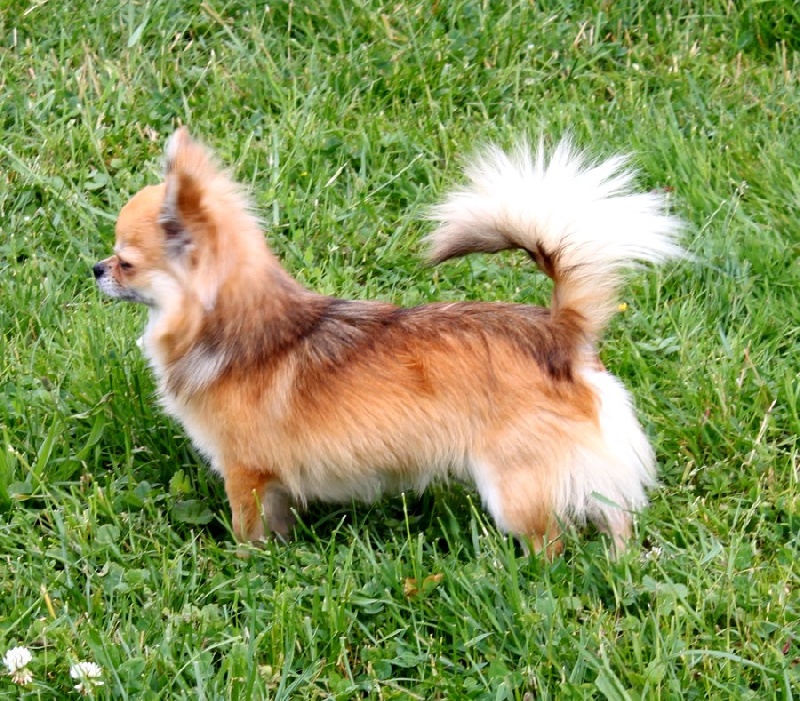 Publication : De La Vannia Des Corbes