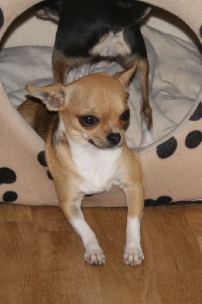 Publication : De La Vannia Des Corbes