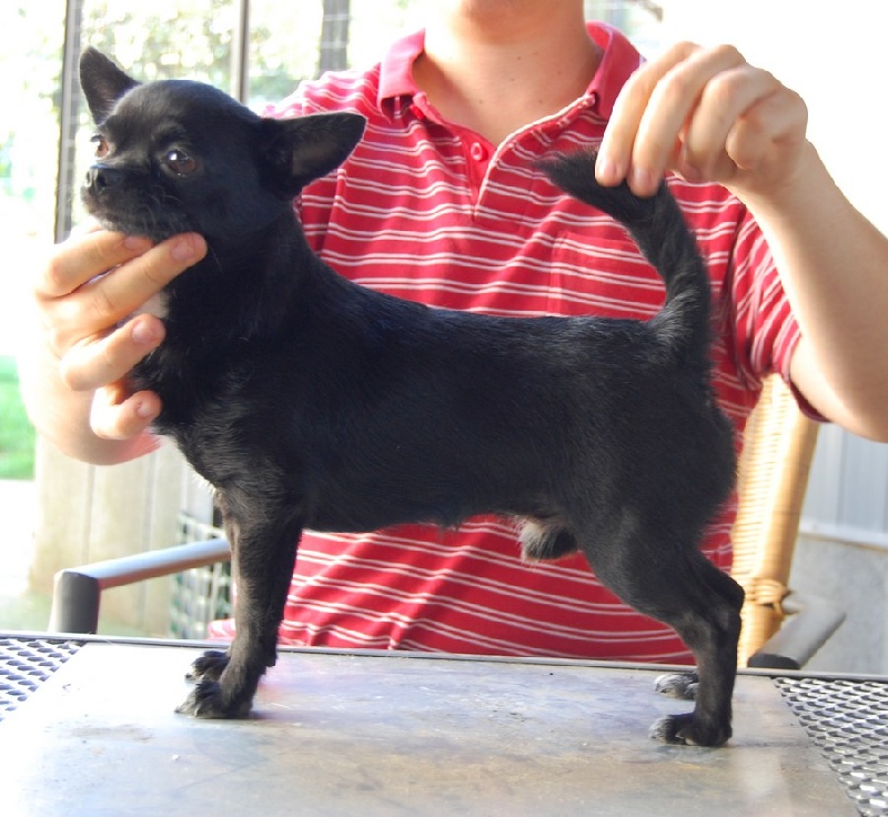 Publication : De La Vannia Des Corbes Auteur : D.MENGOLLI