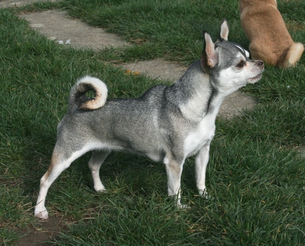 Publication : De La Vannia Des Corbes