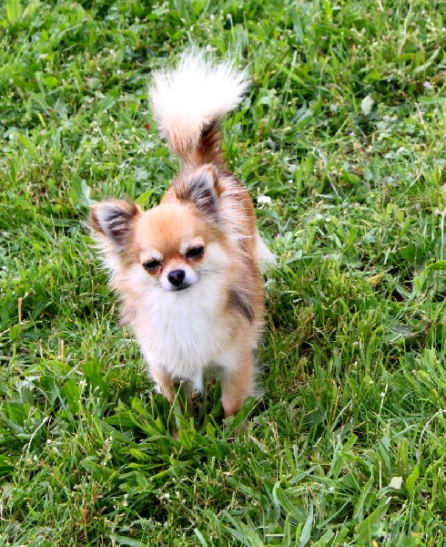 Publication : De La Vannia Des Corbes