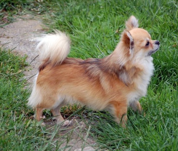 Publication : De La Vannia Des Corbes