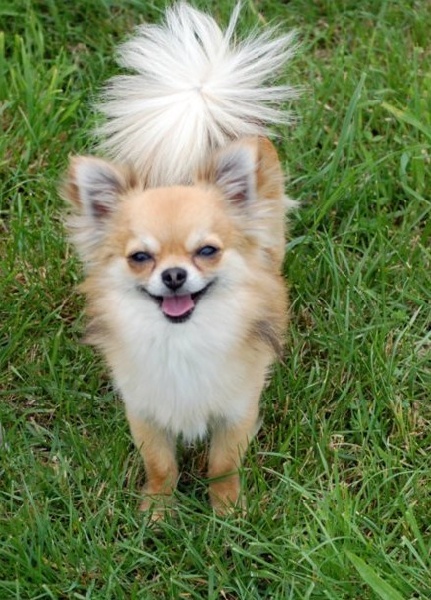 Publication : De La Vannia Des Corbes