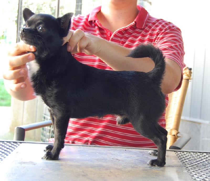 Publication : De La Vannia Des Corbes Auteur : D.MENGOLLI