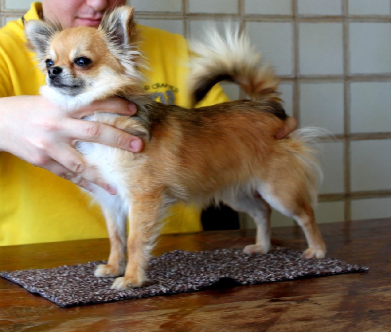 Publication : De La Vannia Des Corbes