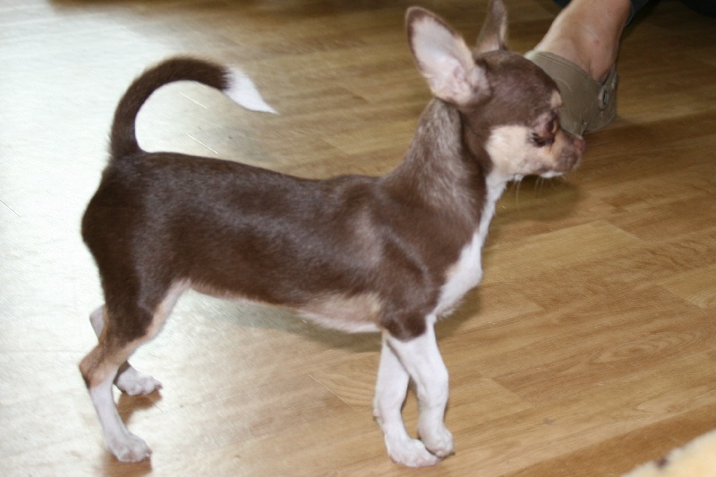 Publication : De La Vannia Des Corbes