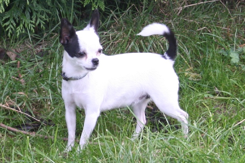 Publication : De La Vannia Des Corbes