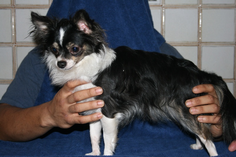 Publication : De La Vannia Des Corbes