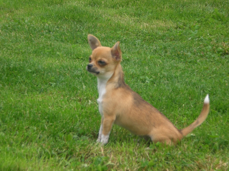 Publication : De La Vannia Des Corbes