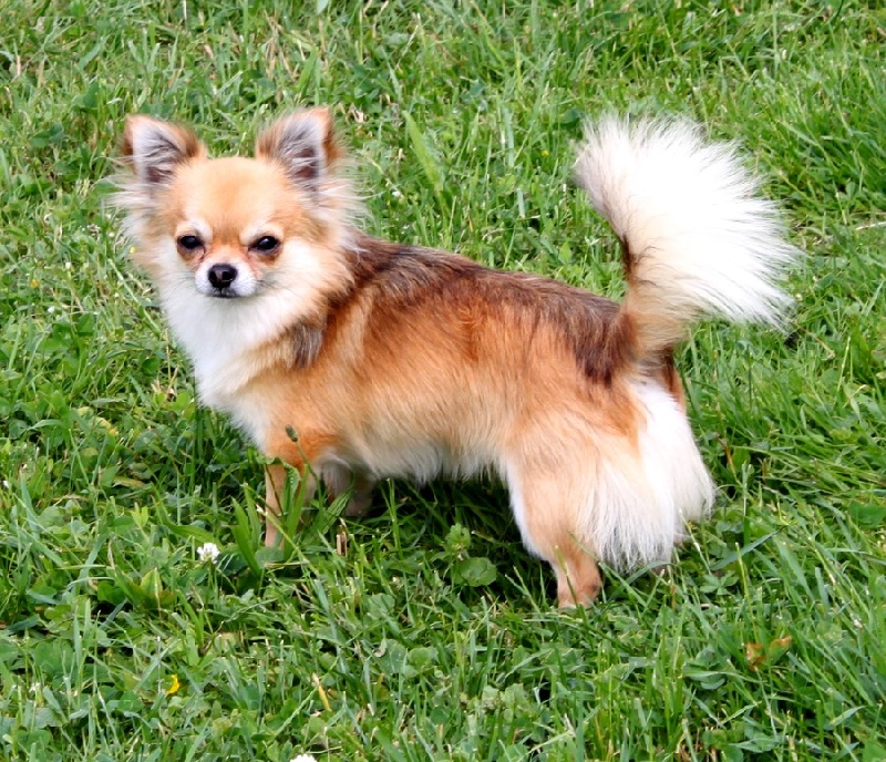 Publication : De La Vannia Des Corbes