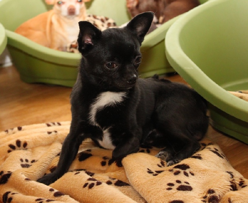 Publication : De La Vannia Des Corbes Auteur : D.MENGOLLI