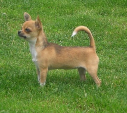 Publication : De La Vannia Des Corbes