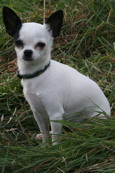 Publication : De La Vannia Des Corbes