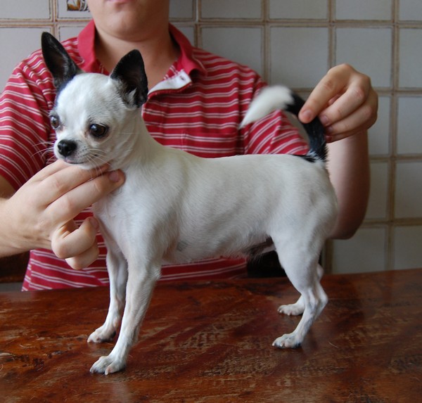 Publication : De La Vannia Des Corbes