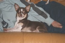 Publication : De La Vannia Des Corbes