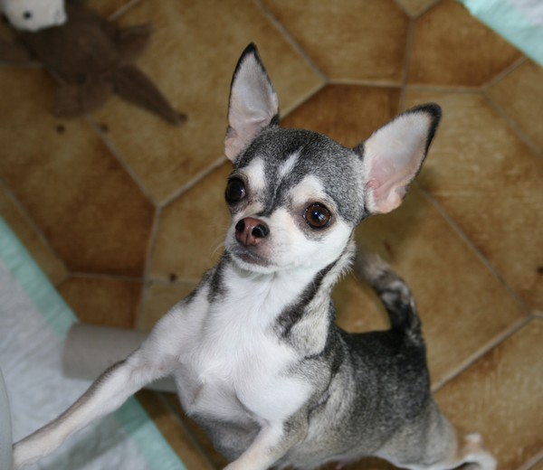 Publication : De La Vannia Des Corbes