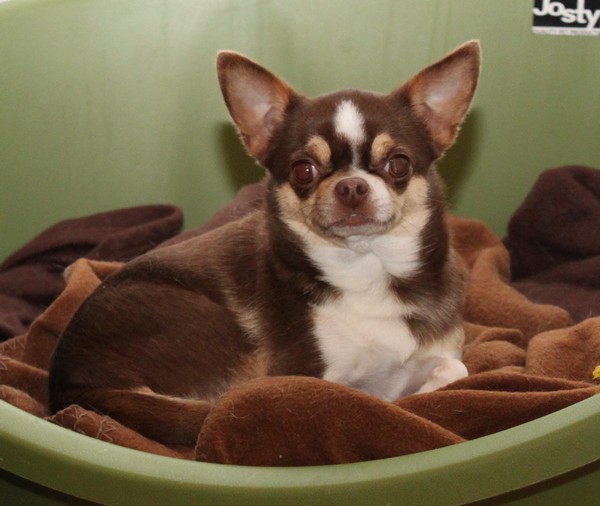 Publication : De La Vannia Des Corbes