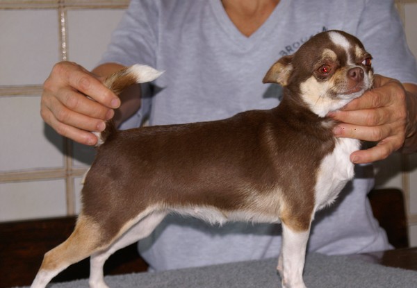 Publication : De La Vannia Des Corbes