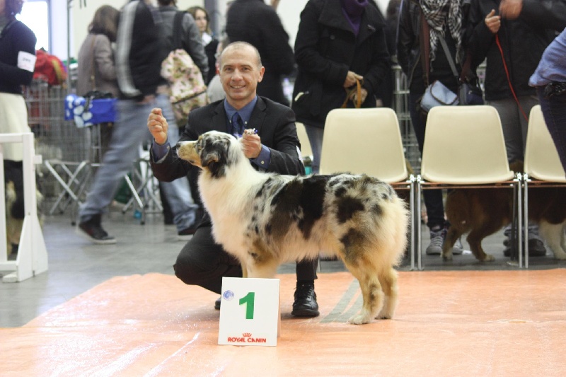 Evy pretty girl des dolmens d'An Arvor - 1ére exc en classe intermédiaire CACS et RCACIB