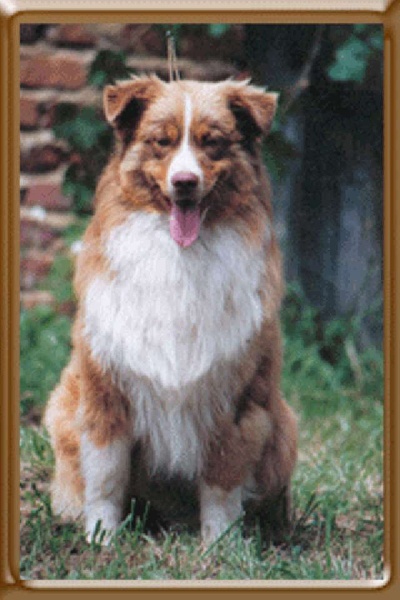 CH. Red cloud de l'Orée des charmois