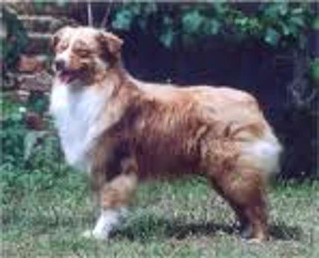 CH. Red cloud de l'Orée des charmois