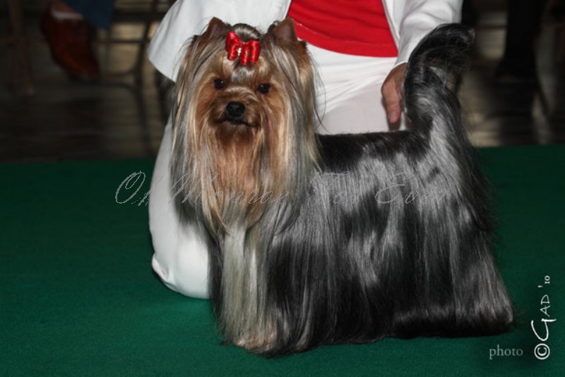 Publication : du Ly's D'Eden Auteur : GAD