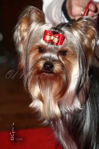 Publication : du Ly's D'Eden Auteur : GAD